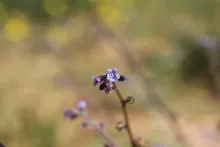 Microparacaryum intermedium flower