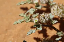 Neurada procumbens flower