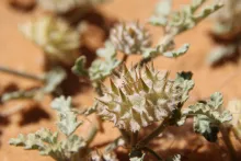 Neurada procumbens fruit
