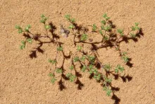 Whole plant