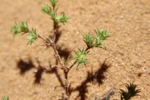 Loeflingia hispanica stem