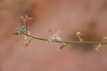 Matthiola longipetala subsp. livida flowers