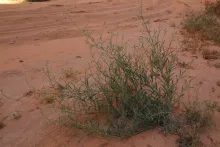 Whole plant