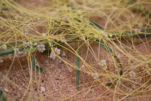 Cuscuta campestris flowers