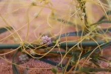 Cuscuta campestris flowers