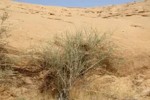 Whole plant
