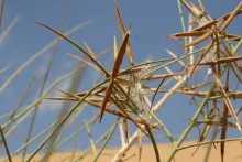 Periploca aphylla fruits