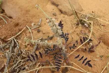Whole plant