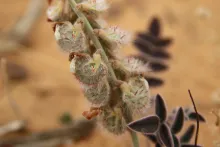 Onobrychis ptolemaica fruits