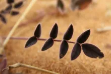 Onobrychis ptolemaica leaf