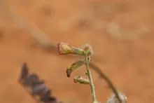 Onobrychis ptolemaica flower
