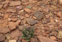 Whole plant