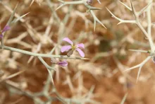 Zilla spinosa flower