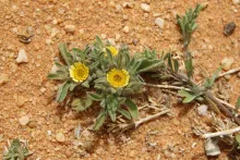 Whole plant
