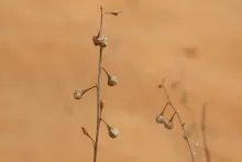 Asphodelus refractus fruits