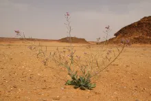 Whole plant