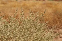Whole plant with flowers