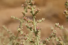 Flowers of Anabasis setifera