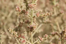 Flowers of Anabasis setifera