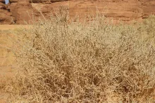 Whole plant