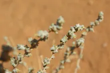 Traganum nudatum flower