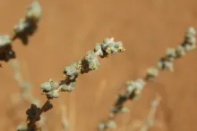 Traganum nudatum flowers