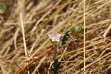 Convolvulus fatmensis flower