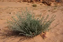 Whole plant