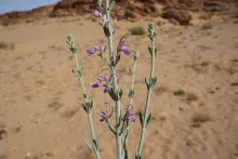 Teucrium oliverianum flowers