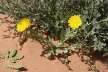 Whole plant