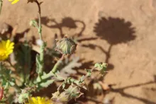 Launaea angustifolia flower/fruit
