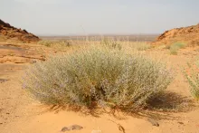 Whole plant