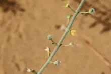 Teucrium oliverianum fruits