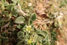 Flower and leaves of Aizoon canariense