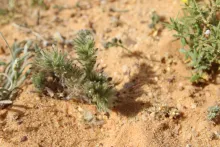 Whole plant