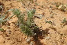 Whole plant