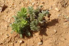 Comparison of Arnebia tinctoria and Arnebia decumbens