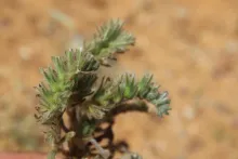 Arnebia tinctoria flower