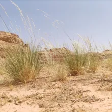 Whole plant