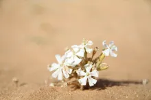 Whole plant