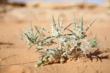 Whole plant