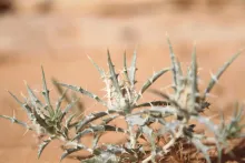 Whole plant