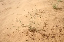Whole plant