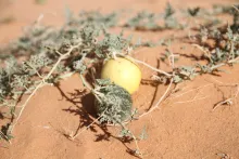 Citrullus colocynthis fruits
