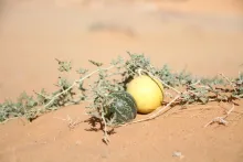 Citrullus colocynthis fruits
