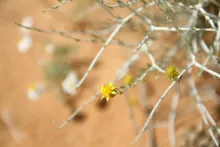 Rhanterium epapposum flower