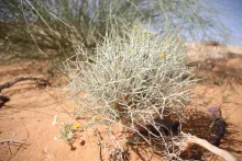 Whole plant