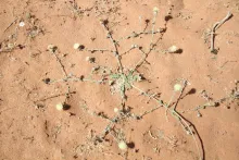 Whole plant