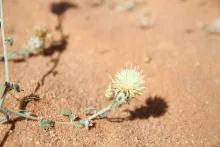 Centaurea mesopotamica flowers