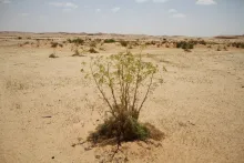 Whole plant